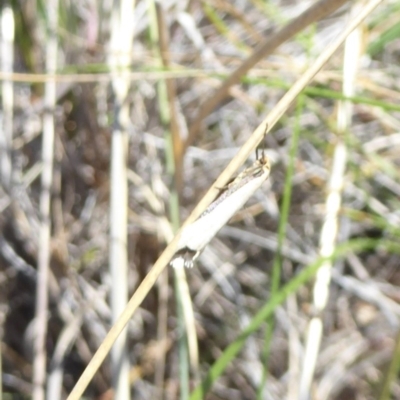 Oecophoridae (family) at Stromlo, ACT - 2 Oct 2017 by Christine