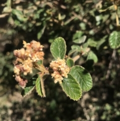 Pomaderris betulina (Birch Pomaderris) at Paddys River, ACT - 2 Oct 2017 by AaronClausen