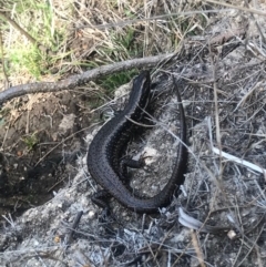 Eulamprus heatwolei (Yellow-bellied Water Skink) at Cotter Reserve - 2 Oct 2017 by AaronClausen