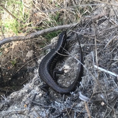 Eulamprus heatwolei (Yellow-bellied Water Skink) at Cotter Reserve - 2 Oct 2017 by AaronClausen