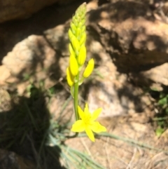 Bulbine glauca (Rock Lily) at Cotter Reserve - 2 Oct 2017 by AaronClausen