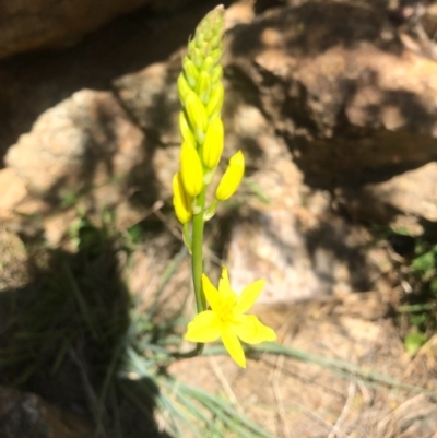 Bulbine glauca (Rock Lily) at Cotter Reserve - 2 Oct 2017 by AaronClausen