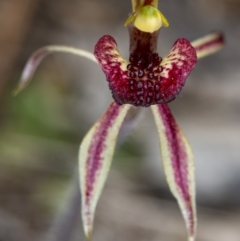 Caladenia actensis (Canberra Spider Orchid) at Majura, ACT - 1 Oct 2017 by DerekC