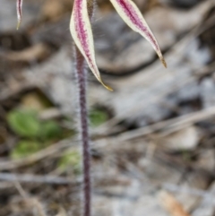 Caladenia actensis at suppressed - 2 Oct 2017