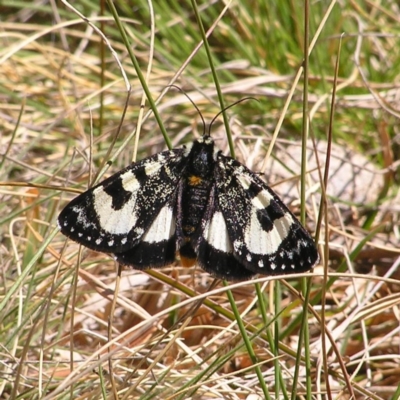 Agaristodes feisthamelii (A day flying noctuid moth) at Mount Clear, ACT - 1 Oct 2017 by MatthewFrawley