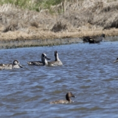 Malacorhynchus membranaceus (Pink-eared Duck) at Jerrabomberra Wetlands - 28 Sep 2017 by AlisonMilton