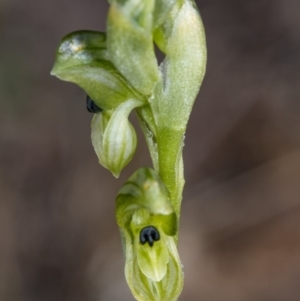 Hymenochilus bicolor (ACT) = Pterostylis bicolor (NSW) at Majura, ACT - suppressed