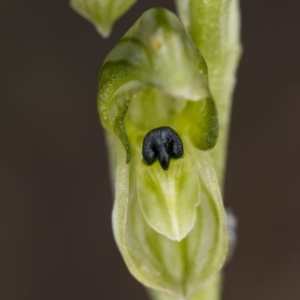 Hymenochilus bicolor (ACT) = Pterostylis bicolor (NSW) at Majura, ACT - suppressed