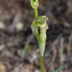 Hymenochilus bicolor (ACT) = Pterostylis bicolor (NSW) at Majura, ACT - suppressed