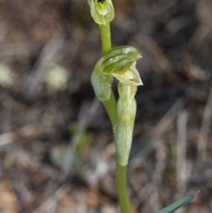 Hymenochilus bicolor (ACT) = Pterostylis bicolor (NSW) at Majura, ACT - suppressed