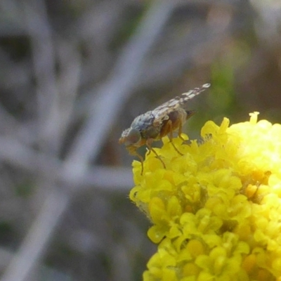 Tephritidae sp. (family) (Unidentified Fruit or Seed fly) at O'Malley, ACT - 1 Oct 2017 by Mike