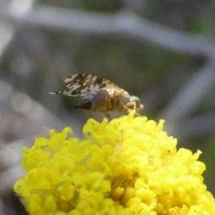 Tephritidae sp. (family) at O'Malley, ACT - 1 Oct 2017