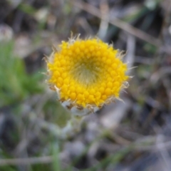 Leptorhynchos squamatus (Scaly Buttons) at Isaacs Ridge and Nearby - 2 Oct 2017 by Mike