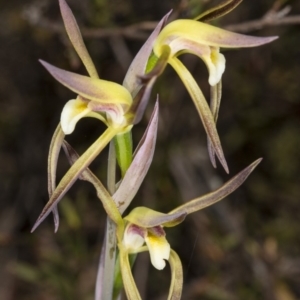 Lyperanthus suaveolens at Canberra Central, ACT - 30 Sep 2017