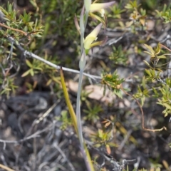 Lyperanthus suaveolens at Canberra Central, ACT - 30 Sep 2017