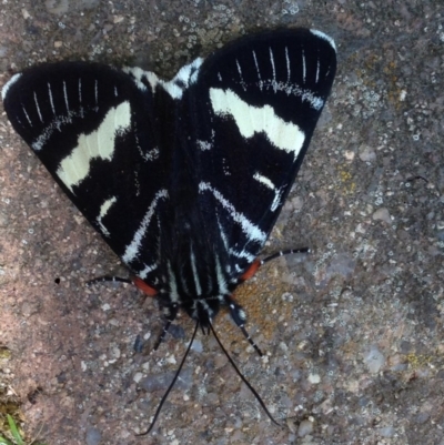 Phalaenoides glycinae (Grapevine Moth) at Burra, NSW - 2 Oct 2017 by Safarigirl