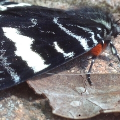 Phalaenoides glycinae at Burra, NSW - 3 Oct 2017 07:29 AM