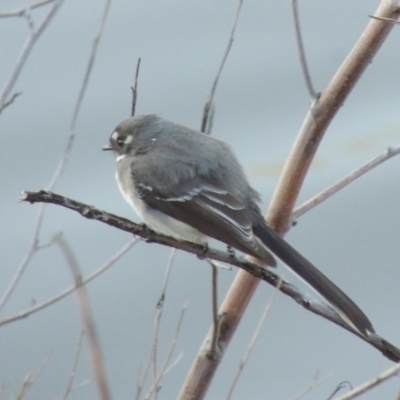 Rhipidura albiscapa (Grey Fantail) at Bonython, ACT - 2 Oct 2017 by MichaelBedingfield