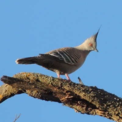 Ocyphaps lophotes (Crested Pigeon) at Bonython, ACT - 2 Oct 2017 by MichaelBedingfield