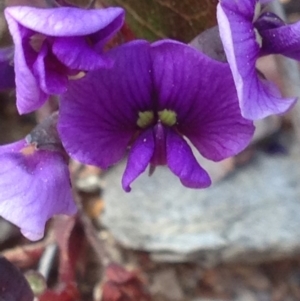 Hardenbergia violacea at Burra, NSW - 3 Oct 2017