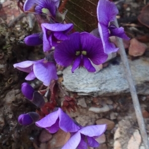 Hardenbergia violacea at Burra, NSW - 3 Oct 2017