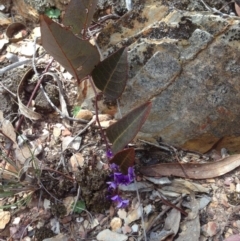 Hardenbergia violacea at Burra, NSW - 3 Oct 2017