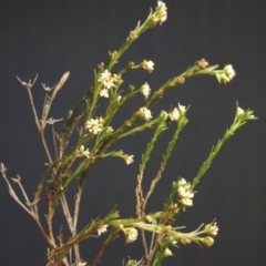 Asperula ambleia (Stiff Woodruff) at Bonython, ACT - 2 Oct 2017 by michaelb