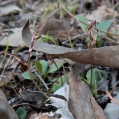 Cyrtostylis reniformis (Common Gnat Orchid) at Aranda, ACT - 2 Oct 2017 by CathB