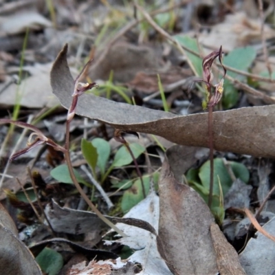 Cyrtostylis reniformis (Common Gnat Orchid) by CathB