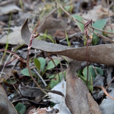 Cyrtostylis reniformis (Common Gnat Orchid) at Aranda, ACT - 2 Oct 2017 by CathB