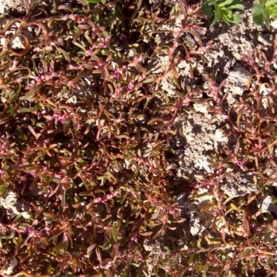 Polygonum plebeium (Small Knotweed) at Jerrabomberra, ACT - 2 Oct 2017 by Mike