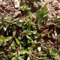 Lythrum hyssopifolia (Small Loosestrife) at Isaacs Ridge and Nearby - 2 Oct 2017 by Mike