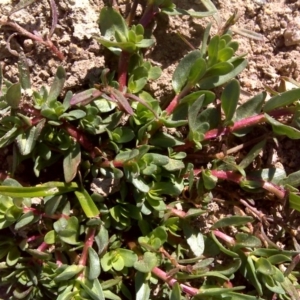 Lythrum hyssopifolia at Jerrabomberra, ACT - 2 Oct 2017