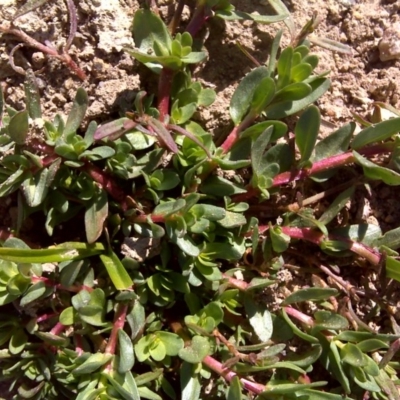 Lythrum hyssopifolia (Small Loosestrife) at Jerrabomberra, ACT - 2 Oct 2017 by Mike