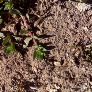 Lythrum hyssopifolia at Jerrabomberra, ACT - 2 Oct 2017