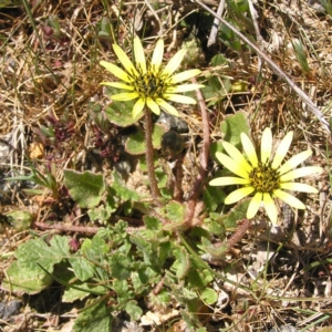 Arctotheca calendula at Mount Taylor - 2 Oct 2017