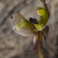 Chiloglottis trapeziformis (Diamond Ant Orchid) at Bruce, ACT - 27 Sep 2017 by DerekC