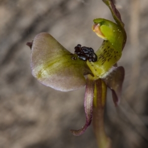 Chiloglottis trapeziformis at Bruce, ACT - suppressed