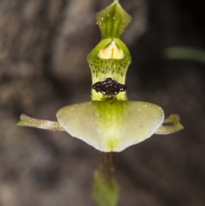 Chiloglottis trapeziformis at Bruce, ACT - suppressed