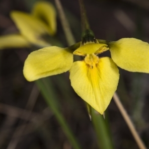 Diuris chryseopsis at Gungahlin, ACT - suppressed