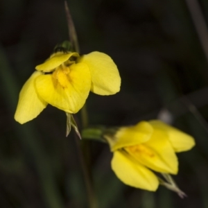 Diuris chryseopsis at Gungahlin, ACT - suppressed