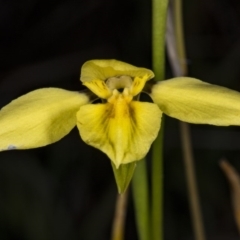 Diuris chryseopsis at Gungahlin, ACT - 29 Sep 2017