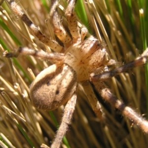 Neosparassus calligaster at Kambah, ACT - 2 Oct 2017