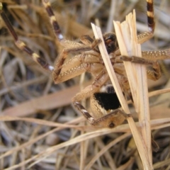 Neosparassus calligaster at Kambah, ACT - 2 Oct 2017