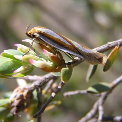 Phytotrypa propriella (A concealer moth) at Mount Taylor - 2 Oct 2017 by MatthewFrawley