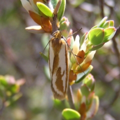 Phytotrypa propriella at Kambah, ACT - 2 Oct 2017 01:31 PM