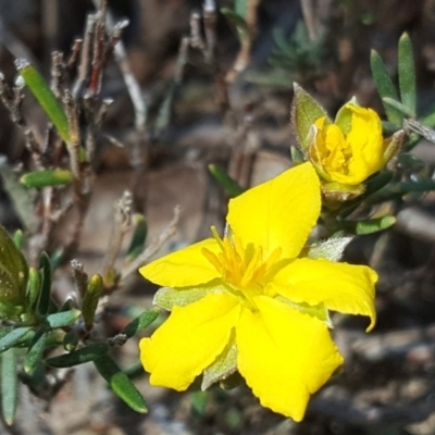 Hibbertia calycina (Lesser Guinea-flower) at Isaacs Ridge and Nearby - 3 Oct 2017 by Mike