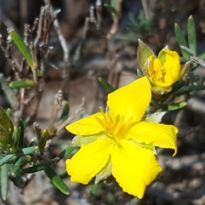 Hibbertia calycina (Lesser Guinea-flower) at Isaacs Ridge - 3 Oct 2017 by Mike