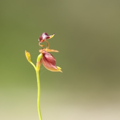 Caleana major (Large Duck Orchid) at Nadgee Nature Reserve - 3 Oct 2017 by Leo
