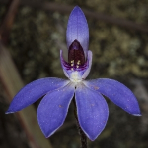 Cyanicula caerulea at Bruce, ACT - 27 Sep 2017